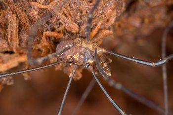 Media type: image; Invertebrate Zoology 29252   Description: live specimen;